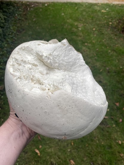 Hand holding a large white Puffball fungus of diameter 8-9 inches with a portion missing to reveal a solid core.
