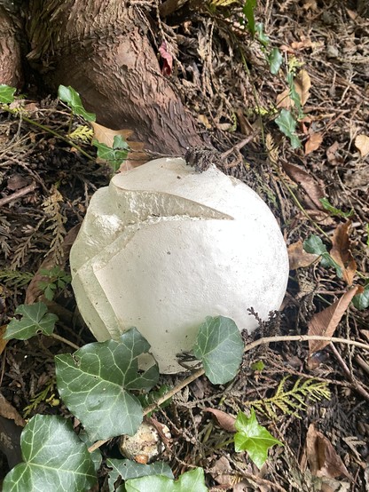 A white Puffball fungus of diameter 6-7 inches on the ground next to a tree root.