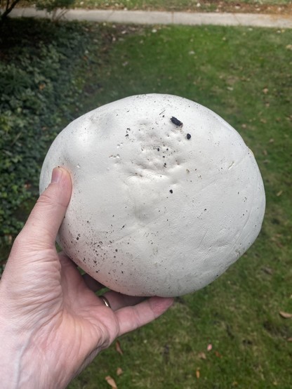 Hand holding a white Puffball fungus of diameter 7-9 inches.